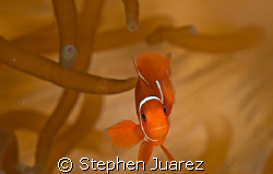 Found Nemo, PNG has lots of annenomies and cute clown fish by Stephen Juarez 